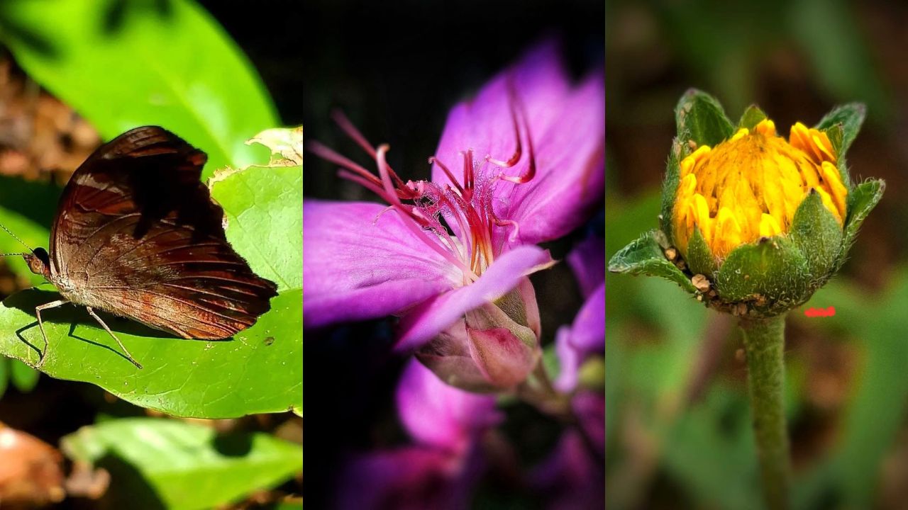 Luciana C. Del Piero